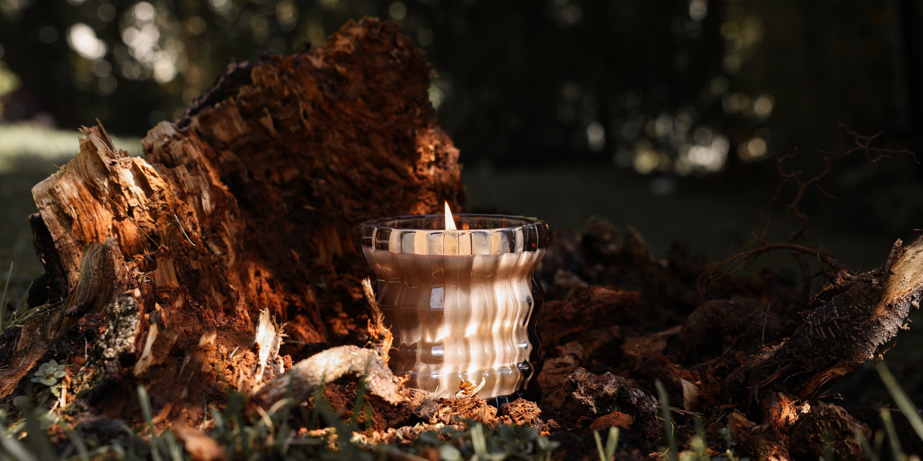 The Willow candle, softly lit, rests on a piece of tree trunk nestled in the woods.